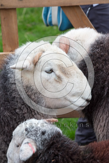 Wansfell Valley Lake district Sheep