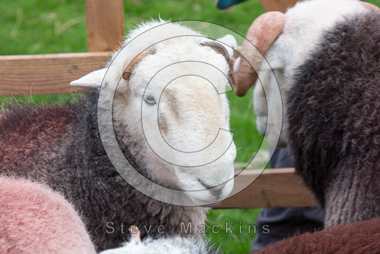 Piel Island Valley Herdwick Sheep