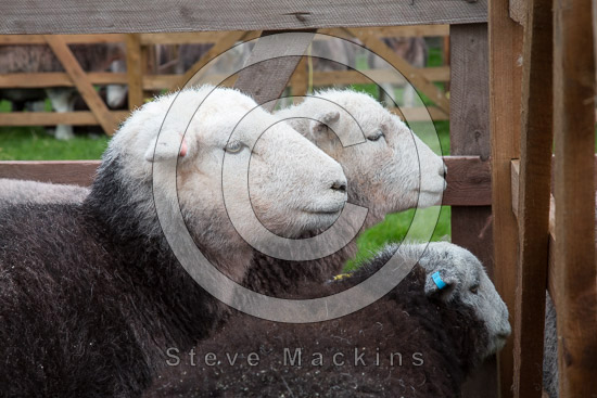 Matterdale End Field Lakeland Sheep