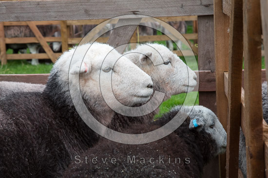 Blencow Valley Lakeland Sheep