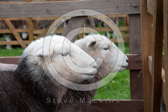 Irton with Santon Lake district Sheep