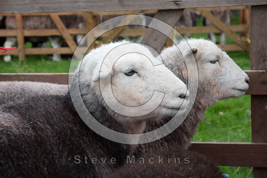 Shipman Knotts Farm Lake district Sheep
