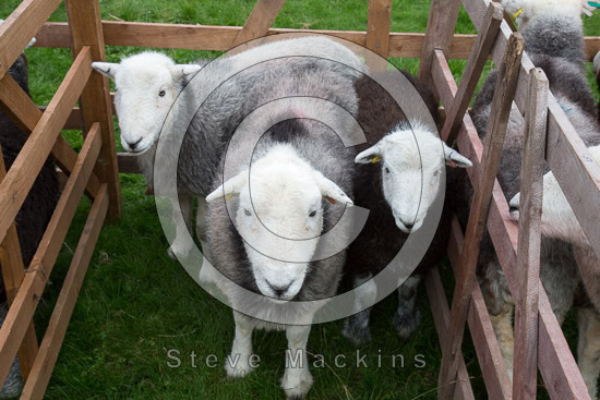 Calder Bridge Field Herdwick Sheep - Lakeland Photos - Art Prints Calder Bridge Field Herdwick Sheep