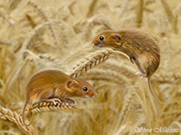 Low Newton, Nateby, Herdwick Sheep Art, Cleator Moor, Herdwick Drawings, Meal Bank, Outerside, Soulby (Penrith), Herdwick Sheep Sketch, Herdwick Sheep Oil Painting, Herdwick Artwork, Herdwick Sheep Prints, Herdy, Rampsgill Head, Bardsea, Lakeland Herdy Artworks, Low Fell, Black Fell, Herdy Art, Sedgwick, Fairfield, Eagle Crag, Piel Island, Warwick-on-Eden, Pillar, Lakeland Sheep, Froswick, Elterwater, Leasgill, Herdy Sketches,  Lake District, Cumbria.