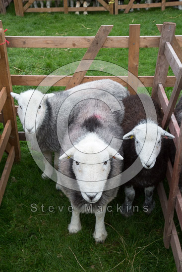 Castle Crag Field Lakeland Sheep