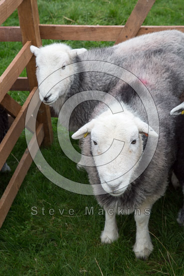 Fairfield Herdwick