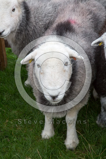 Esk Pike Field Herdwick