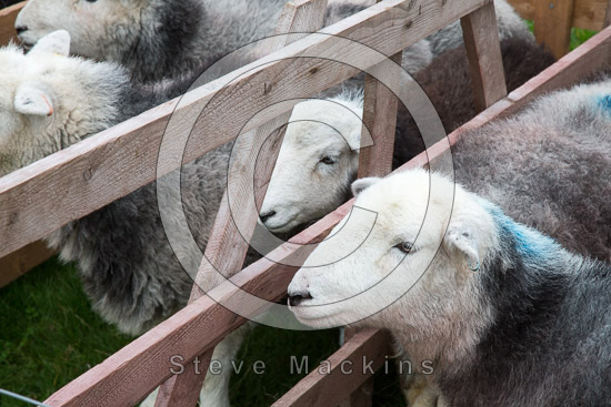 Old Hutton Valley Lake district Sheep