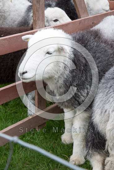 Edenhall Valley Herdwick