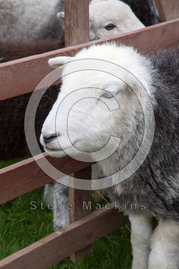 Brock Crags Field Herdwick