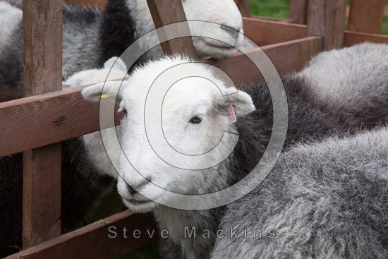 Burnbank Fell Farm Lake district Sheep