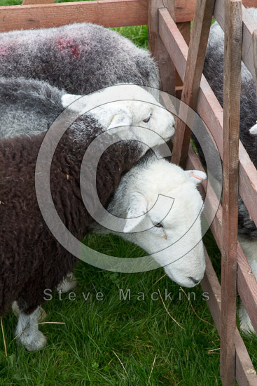 Fellbarrow Field Herdwick Sheep