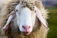 Calthwaite, Nenthead, Mixed-Media Herdy Art, Port Carlisle, Firbank Fell, Hartsop Dodd, Knott, The, Buck Pike, Hart Side, Herdwick Sheep, Ling Fell, Herdwick Drawings, Great Carrs, Herdwick, Herdwick Artwork, Pillar, Herdwick Sheep Art, Beetham, Appleby-in-Westmorland, Low Pike, Herdwick Sheep Oil Painting, Birker Fell, Herdwick Sheep Oil Painting, Herdy Sketches, Gowbarrow Fell, Near Sawrey, Herdy Sheep Artist, Herdwick Sheep Art Studio, Thornthwaite, Bigrigg,  Lake District, Cumbria.