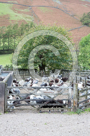 Newlands (Keswick) Lakeland Sheep