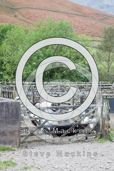 Seatoller Farm Lakeland Sheep