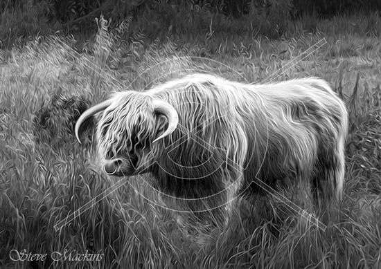 Ardencaple Bull - Highland Cattle
