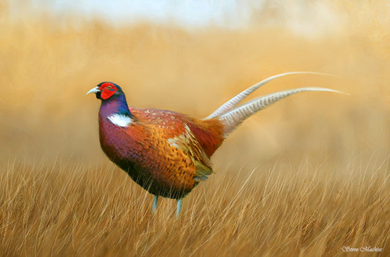 Autumn Pheasant 