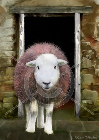 Melmerby Field Herdwick