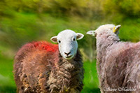 Herdwick Sheep Oil Painting, Herdwick Sheep Art, Lakeland Sheep, Herdy Sketch, Herdwick, Herdwick Sheep Prints, Herdy, Lakeland Herdy Artworks, Herdies, Herdy Art, Herdwick Wall Art, Herdwick Drawings, Herdwick Sheep Oil Painting, Herdy Ewe, Herdwick Sheep, Herdwick Artwork, Herdwick Sheep Sketch, Herdy Sheep Artist, Herdy Wall Art, Herdwick Sheep Art Studio, Herdy Sketches, Herdwick, Mixed-Media Herdy Art, Herdwick Sheep Oil Pastels, Beaumont, Seatoller, Clifton, Bleaberry Fell, Whinlatter, Longtown, Dollywaggon Pike, Skelwith Bridge, Firbank Fell, Barf, Slate Fell, Skiddaw, Beda Fell, Raven 