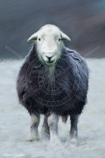 Winter Wanderer Herdwick 