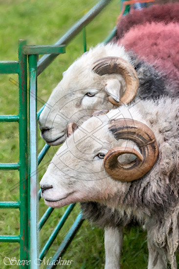 The Herdwick Tups 
