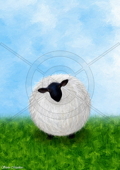 Blackface Sheep
