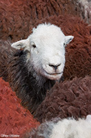 Herdy Ewe, Lakeland Sheep, Herdwick Drawings, Herdy Sketch, Herdwick Sheep Oil Painting, Herdwick Artwork, Herdwick Sheep Art, Herdwick Sheep Art Studio, Herdy, Herdy Sheep Artist, Herdwick Sheep, Herdy Art, Herdwick Sheep Prints, Herdwick, Herdwick, Mixed-Media Herdy Art, Herdies, Herdwick Sheep Sketch, Herdwick Sheep Oil Painting, Herdwick Wall Art, Herdwick Sheep Oil Pastels, Herdy Wall Art, Lakeland Herdy Artworks, Herdy Sketches, Brampton (Carlisle), Harter Fell, Eskdale, Hensingham, Kirkbampton, Crosby Ravensworth, Ullock Pike, Rosthwaite (Keswick), Wythburn, Outerside, Great Salkeld, Bo