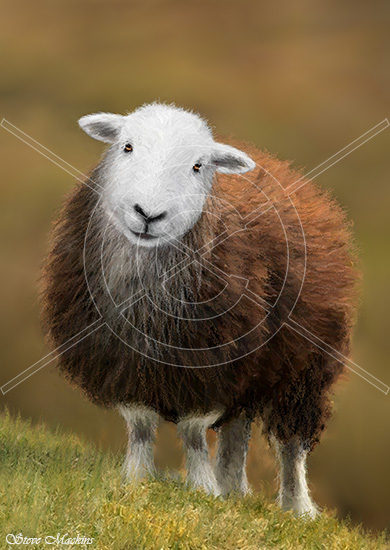 High Fells Herdwick