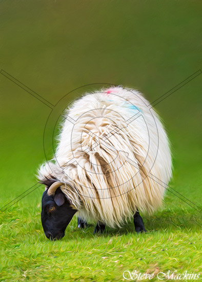Lakeland Sheep Grazing
