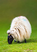 Herdwick Sheep Art Studio, Herdwick, Herdwick, Herdy Sketches, Herdwick Sheep Sketch, Herdwick Artwork, Lakeland Sheep, Herdy, Herdy Sketch, Herdwick Sheep Oil Pastels, Herdies, Herdy Wall Art, Mixed-Media Herdy Art, Herdwick Sheep, Herdwick Sheep Art, Herdwick Drawings, Herdwick Sheep Oil Painting, Herdwick Sheep Oil Painting, Herdwick Sheep Acrylic Paintings, Lakeland Herdy Artworks, Herdy Ewe, Herdy Sheep Artist, Herdwick Wall Art, Herdy Art, Sallows, Hincaster, Far Arnside, Rampside, Grasmoor, Allen Crags, Bardsea, Pike of Stickle, Crosthwaite, Little Langdale, Grike, Brock Crags, Holme, L