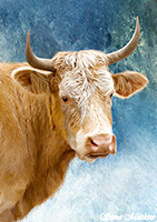 Cow VII, Cow, Cattle, Lake District, Cumbria