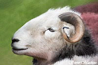 Herdwick Drawings, Mixed-Media Herdy Art, Herdwick Sheep Sketch, Herdy Sketches, Herdwick Sheep Art Studio, Herdies, Herdwick Sheep Acrylic Paintings, Herdwick, Herdwick Wall Art, Herdy Wall Art, Herdy Art, Lakeland Herdy Artworks, Lakeland Sheep, Herdwick Sheep Oil Painting, Herdwick Sheep Art, Herdy Ewe, Herdwick, Herdy Sketch, Herdwick Artwork, Herdwick Sheep Oil Pastels, Herdwick Sheep Prints, Herdy Sheep Artist, Herdwick Sheep, Herdy, Aikton, Raven Crag, Walla Crag, Cumwhinton, Mellbreak, Hindscarth, Eaglesfield, Bampton, Glenridding, Hartley, Colthouse, Knott, The, Brougham, Crooklands, 