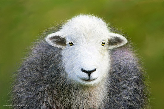 Eskdale Green Herdwick