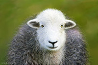 Herdy Wall Art, Herdwick, Herdwick Sheep Sketch, Herdwick Sheep, Herdwick Sheep Oil Pastels, Mixed-Media Herdy Art, Herdwick Wall Art, Herdy Sketch, Lakeland Sheep, Herdwick Sheep Oil Painting, Herdy Sketches, Herdy Ewe, Herdwick Sheep Art Studio, Herdwick, Herdwick Sheep Acrylic Paintings, Herdwick Drawings, Herdwick Sheep Oil Painting, Herdwick Artwork, Herdwick Sheep Art, Herdies, Lakeland Herdy Artworks, Herdy Art, Herdwick Sheep Prints, Herdy, Tarn Crag (Easedale), Little Strickland, Durdar, Ponsonby, Troutbeck (Penrith), Latrigg, Ings, Piel Island, Sail, Newbiggin (Brampton), Blackford, 