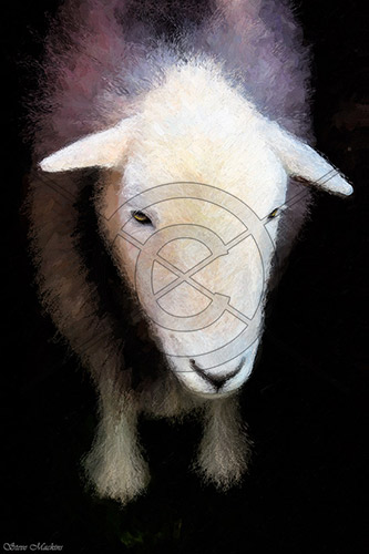 Stonethwaite Farm Lake district Sheep