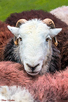 Herdwick Wall Art, Herdwick Sheep Oil Painting, Herdwick Sheep, Herdy Sheep Artist, Herdwick Drawings, Herdwick Sheep Sketch, Herdy Wall Art, Herdwick Sheep Acrylic Paintings, Lakeland Herdy Artworks, Herdies, Herdy Sketches, Herdwick Sheep Oil Pastels, Herdy Ewe, Herdwick, Herdwick Sheep Oil Painting, Herdwick Artwork, Herdwick, Herdwick Sheep Art Studio, Herdy Art, Herdwick Sheep Art, Mixed-Media Herdy Art, Herdy, Herdy Sketch, Lakeland Sheep, Grey Friar, Broughton in Furness, Farlam, Barrow-In-Furness, Garsdale, Bowness-on-Solway, Lamplugh, Cumwhitton, Seathwaite Fell, Isle of Walney, Askha
