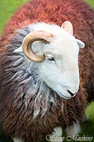 Lakeland Sheep, Herdy Sheep Artist, Herdwick Sheep Art Studio, Herdwick Drawings, Herdies, Herdwick Sheep, Herdwick Sheep Oil Painting, Herdwick Sheep Sketch, Herdy, Herdwick, Herdwick Wall Art, Herdwick Sheep Oil Painting, Herdy Wall Art, Herdy Art, Lakeland Herdy Artworks, Herdwick, Mixed-Media Herdy Art, Herdwick Sheep Art, Herdy Sketch, Herdwick Artwork, Herdy Sketches, Herdwick Sheep Oil Pastels, Herdwick Sheep Prints, Herdy Ewe, Wythop Mill, Whitbeck, Ill Bell, Troutbeck (Windermere), Crosby Garrett, Little Mell Fell, Boot, Kentmere Pike, Dale Head, Clappersgate, Branstree, Seathwaite (B