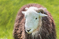 Herdwick Sheep Oil Painting, Herdy Sketches, Herdwick Sheep Prints, Mixed-Media Herdy Art, Herdwick Sheep Oil Painting, Herdwick Drawings, Herdy Sheep Artist, Herdy Sketch, Herdy Ewe, Herdwick Artwork, Herdy Wall Art, Lakeland Herdy Artworks, Herdwick Sheep Art, Herdy Art, Herdy, Herdwick Sheep Acrylic Paintings, Herdwick Wall Art, Herdwick Sheep Art Studio, Herdwick Sheep, Herdwick Sheep Oil Pastels, Herdies, Lakeland Sheep, Herdwick, Herdwick, Rottington, Haystacks, Finsthwaite, Natland, Low Newton, Bigrigg, Nenthead, Cleator, Hallin Fell, New Hutton, Fellbarrow, Nethermost Pike, Outerside, 