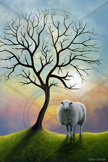 Sunrise Herdwick