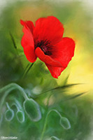 Poppy, Poppies, Flowers, Lake District, Cumbria