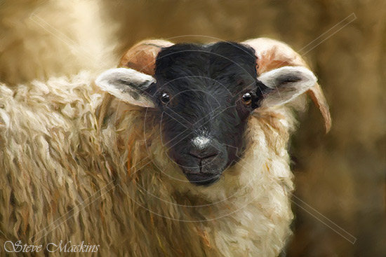 Blackface Sheep V