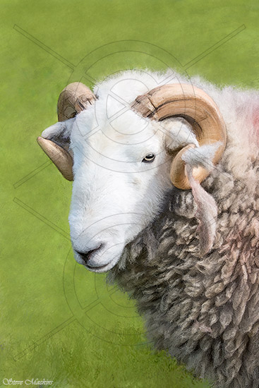 Borrowdale Herdwick III