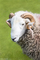 Herdy Sketches, Herdwick Wall Art, Herdy, Herdwick, Herdwick Sheep Art Studio, Herdwick Sheep Acrylic Paintings, Herdwick Artwork, Herdwick Sheep Sketch, Lakeland Sheep, Lakeland Herdy Artworks, Herdwick, Herdy Wall Art, Herdwick Sheep Oil Pastels, Mixed-Media Herdy Art, Herdy Art, Herdwick Drawings, Herdwick Sheep Oil Painting, Herdwick Sheep Prints, Herdwick Sheep Art, Herdy Sketch, Herdy Ewe, Herdwick Sheep Oil Painting, Herdwick Sheep, Herdies, Bampton Grange, Crook, Clappersgate, Beda Fell, Eaglesfield, Cartmel, New Hutton, Plumpton (Penrith), High Crag, Drigg, Dendron, Great Carrs, Gibso