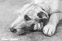 Irish Wolfhound, Lake District, Cumbria