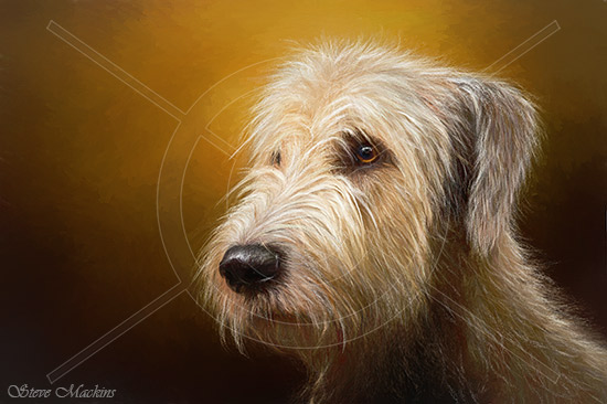 Irish Wolfhound