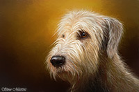 Irish Wolfhound, Lake District, Cumbria