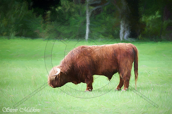 Highland Bull