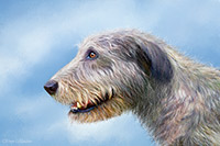 Ivan II ~ Irish Wolfhound, Lake District, Cumbria