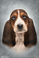 Young Basset Hound, Lake District, Cumbria