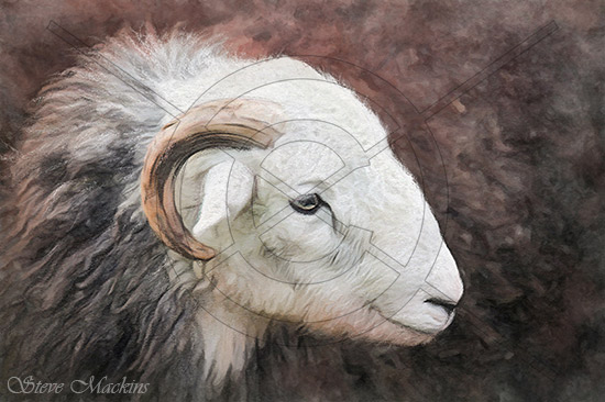 Keswick May Show Herdwick Tup III